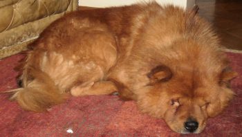 8 Ways To Help Your Chow Chow Stop Scratching
