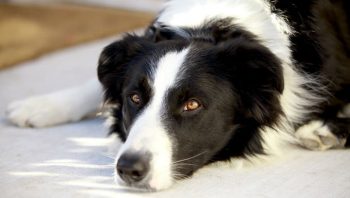 8 Ways To Help Your Collie Stop Scratching