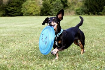 The Best 7 Dachshund Activity Trackers For 2026