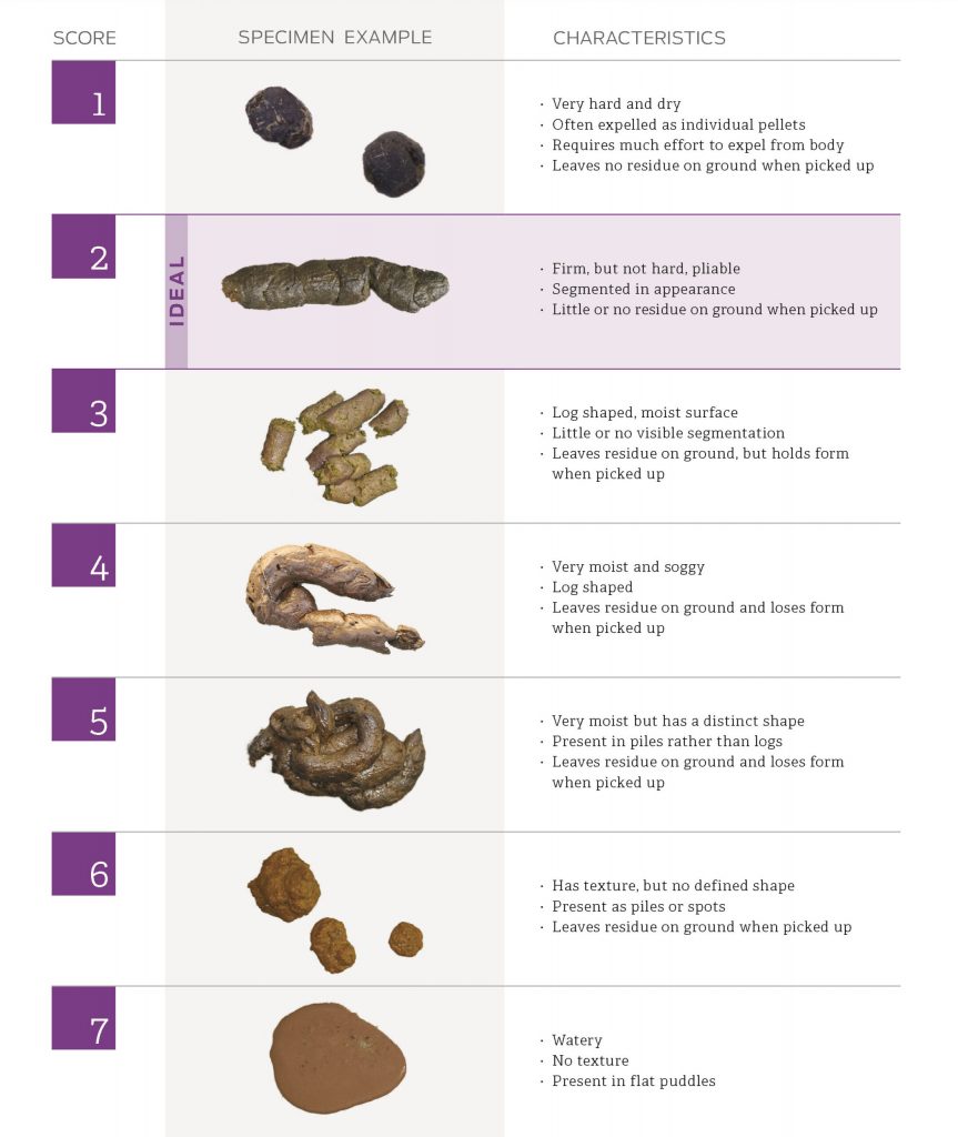 Helping Your Pet Poop Perfectly: Vet Tips for Healthy Stool