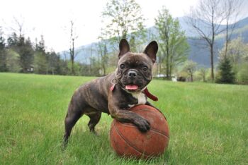 The Best 7 French Bulldog Activity Trackers For 2026