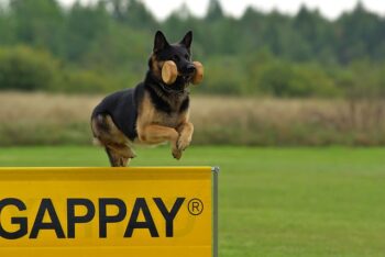 The Best 7 German Shepherd Activity Trackers For 2026