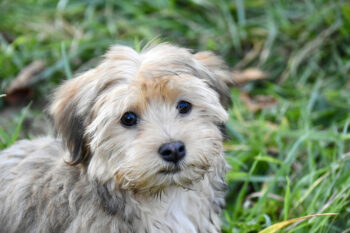 7 Dental Products, Chews, & Toys to Clean Your Havanese’s Teeth
