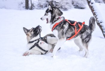 The Best 7 Husky Activity Trackers For 2026