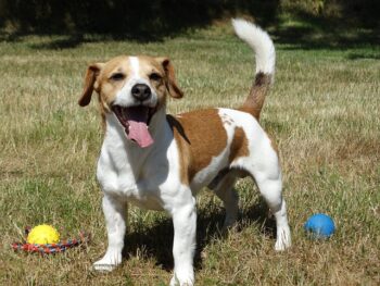 The Best 7 Jack Russell Activity Trackers For 2026
