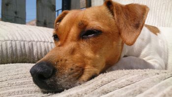 8 Ways To Help Your Jack Russell Stop Scratching