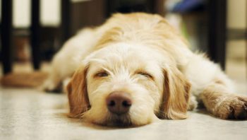 8 Ways To Help Your Lab Stop Scratching