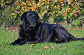 7 Dental Products, Chews, & Toys to Clean Your Lab’s Teeth