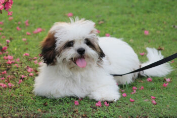 7 Dental Products, Chews, & Toys to Clean Your Lhasa Apso’s Teeth