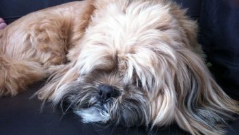 8 Ways To Help Your Lhasa Apso Stop Scratching