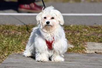 7 Dental Products, Chews, & Toys to Clean Your Maltese’s Teeth