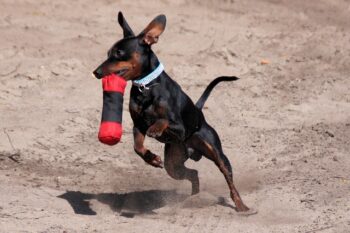 The Best 7 Miniature Pinscher Activity Trackers For 2026