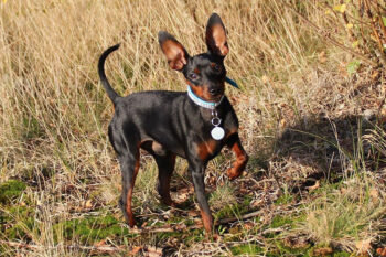 7 Dental Products, Chews, & Toys to Clean Your Miniature Pinscher’s Teeth