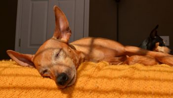 8 Ways To Help Your Miniature Pinscher Stop Scratching