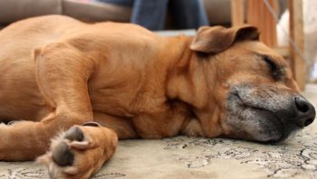 8 Ways To Help Your Mutt Stop Scratching