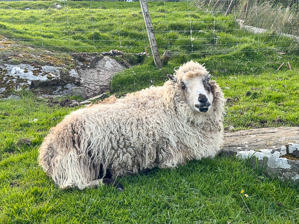 Mostly Lambie