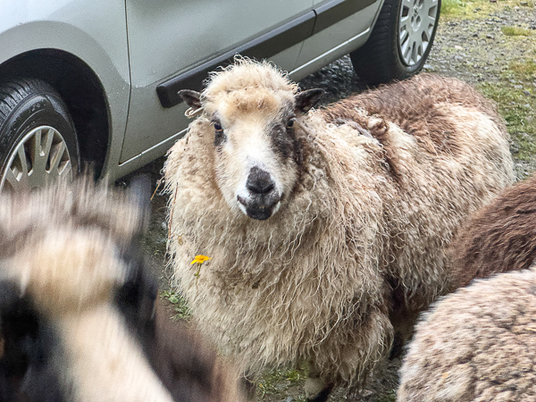 Lambie and his Flower and his Biscuits
