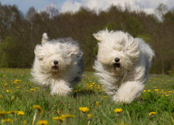 The Best 7 Old English Sheepdog Activity Trackers For 2026