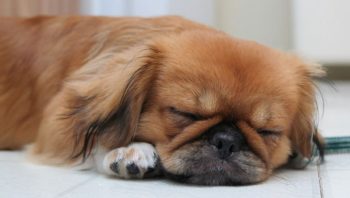 8 Ways To Help Your Pekingese Stop Scratching