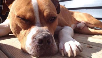 8 Ways To Help Your Pitbull Stop Scratching