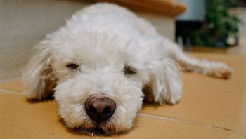 8 Ways To Help Your Poodle Stop Scratching