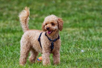 The Best 7 Poodle Activity Trackers For 2026