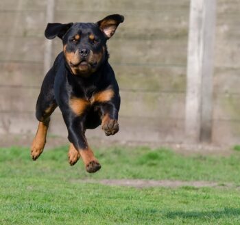 The Best 10 Rottweiler Activity Trackers For 2026