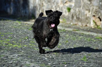 The Best 7 Schnauzer Activity Trackers For 2026