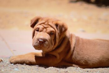 Ultimate Shar Pei Puppy Shopping List: Checklist of 22 Must-Have Items