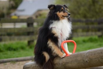 The Best 7 Sheltie Activity Trackers For 2026