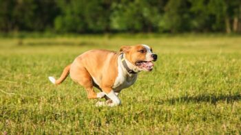 The Best 7 Staffordshire Bull Terrier Activity Trackers For 2026