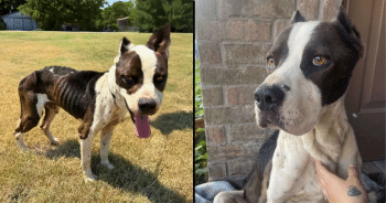 How Our Hero VIP Club Members Helped Transform Vincent’s Life Forever