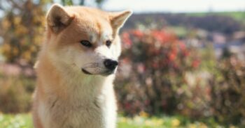 Top 9 Pet Insurance Plans For Akitas (2022)