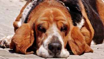 8 Ways To Help Your Beagle Stop Scratching