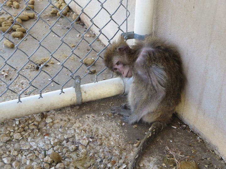 Report: Monkey Experimentation Industry Harbors Drug-Resistant, Diarrheal Disease