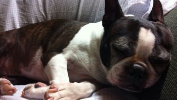 8 Ways To Help Your Boston Terrier Stop Scratching