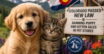 Colorado Passes New Law Banning Puppy and Kitten Sales in Pet Stores