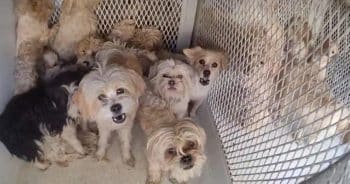 Police Recover 77 Dogs From RV in Shocking Animal Welfare Case