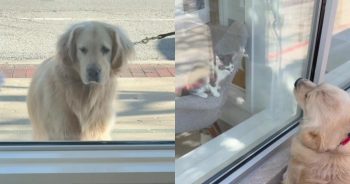 Golden Retriever Finally Meets the Shelter Cats He Was Obsessed With