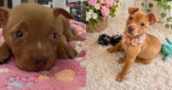 Rescuers Weren’t Sure This Tiny Puppy Would Survive — Now She’s Ready for Her Forever Home