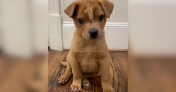 Born With A Tiny Blonde Mohawk and Skull Defect, Puppy Has No Idea She’s Perfect