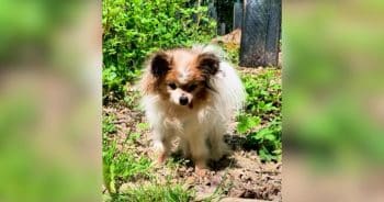 This French Rescue Dog Might Be 30 and Making History
