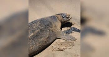 Hawaii Locals Furious After Tourist Attacks Endangered Monk Seal
