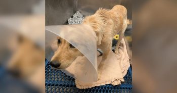 Someone Threw This Dog From a Truck, Now She Needs Justice