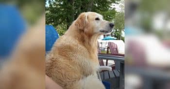 Golden Retriever Channels Full ‘Grumpy Old Man’ Energy