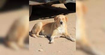 Outrage Grows Over Reports of Mass Dog Killings Ahead of 2030 World Cup