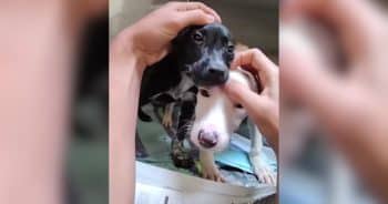 Neglected Rescue Puppies Experience Their First Warm Bath and Melt Hearts