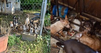 Massive Rescue From Hoarding Home Gives Over 100 Chihuahuas a Fresh Start
