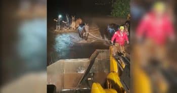 15 Horses Escape Floodwaters Thanks to Midnight Rescue Effort