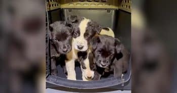 Abandoned Puppies Help Save Their Mothers Too